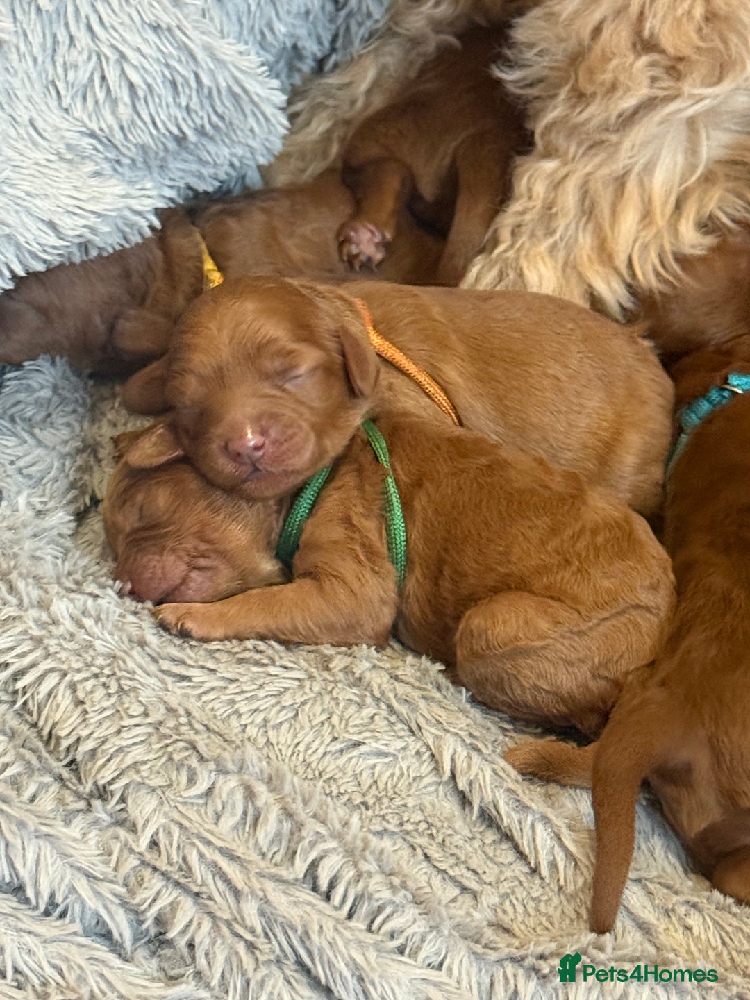 Cavapoo dogs for sale: Gorgeous F1b cavapoo pups  - Advert 6