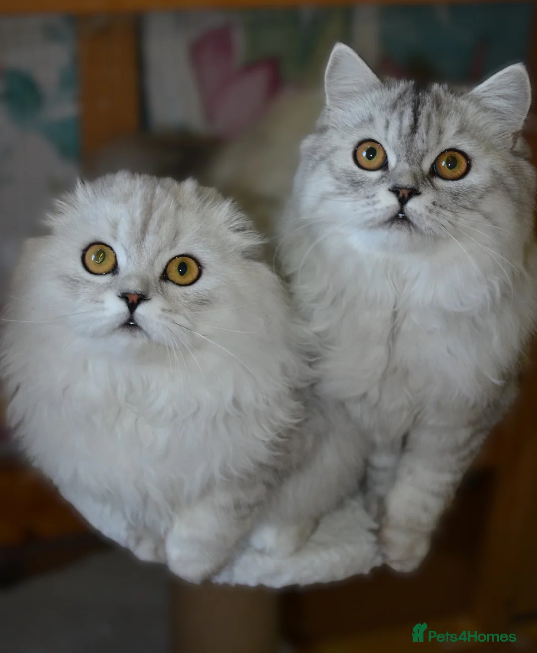 Scottish Fold cats for sale: Scottish fold kittens ❤️ - Advert 12