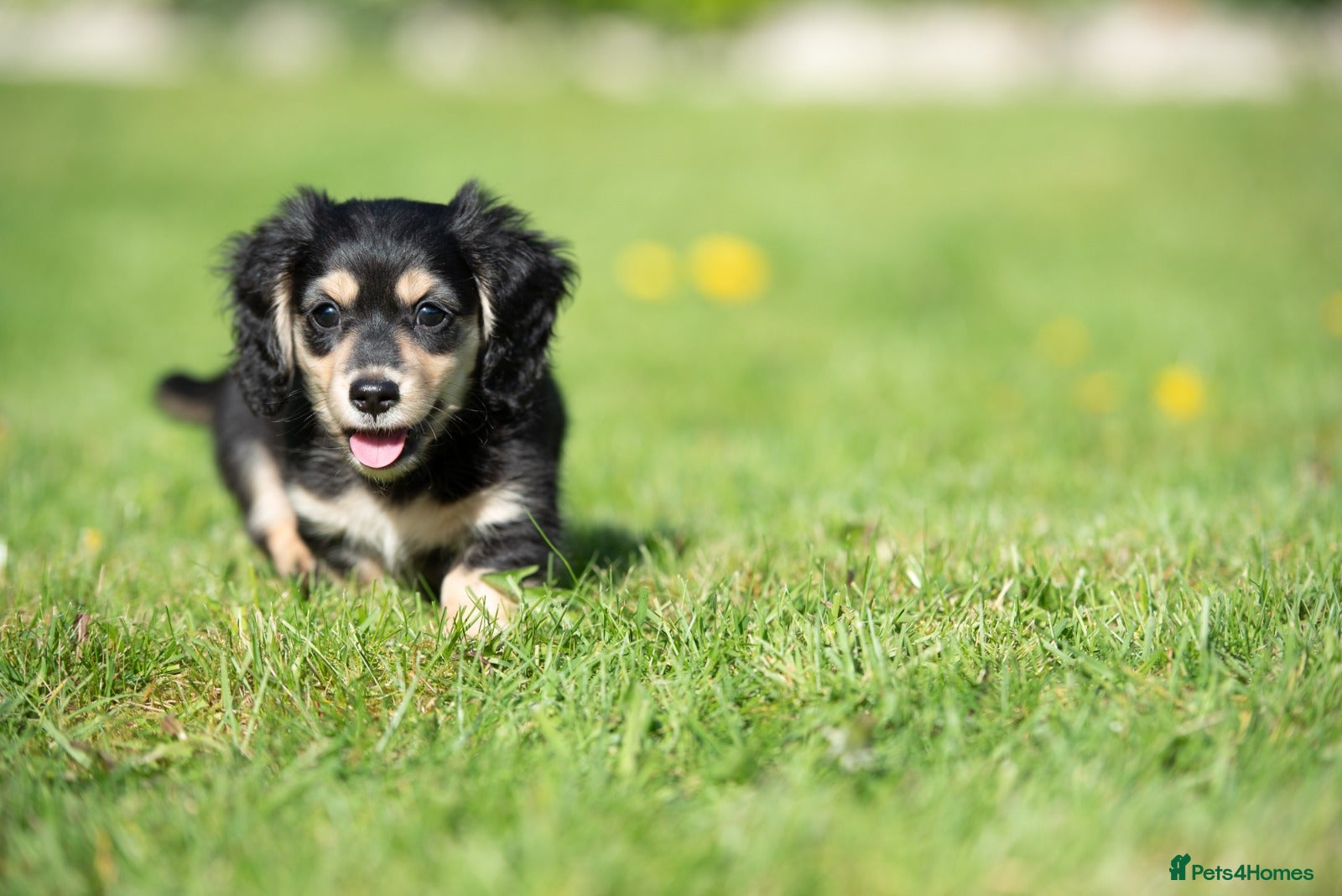 Miniature Dachshund dogs Champion bloodline Mini Dachshund Longhair - Advert 2