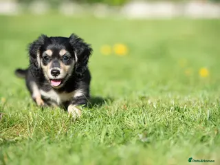 Miniature Dachshund dogs Champion bloodline Mini Dachshund Longhair - Advert 2