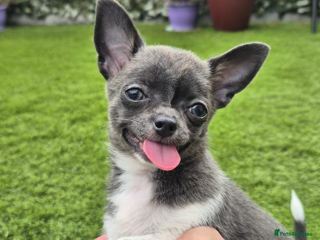 Chihuahua dogs for sale: Chihuahua female puppies  - Image 23