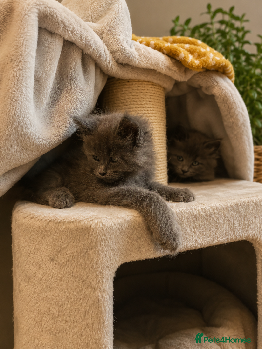 Maine Coon cats TICA registered boys Maine Coon  - Advert 2