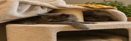 Maine Coon cats for sale: TICA registered boys Maine Coon  - Advert 2