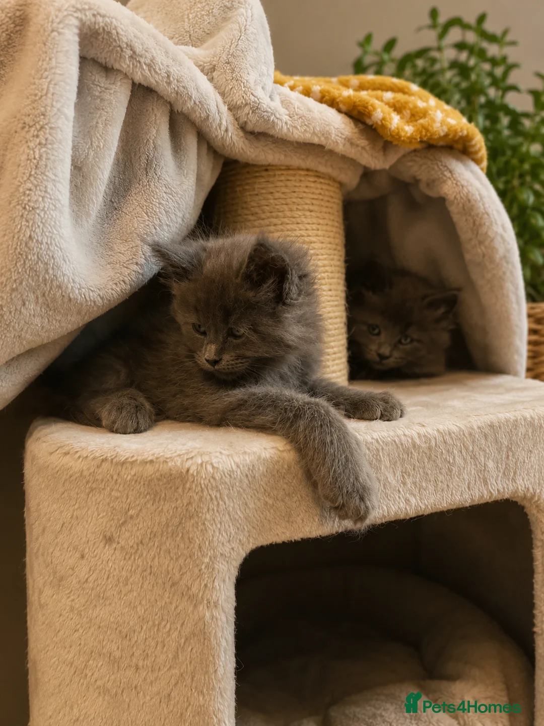 Maine Coon cats for sale: TICA registered boys Maine Coon  - Advert 2