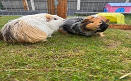 Guinea Pig rodents for sale: Marble and Peanut - Image 1
