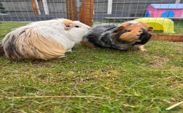 Guinea Pig rodents - Advert 2
