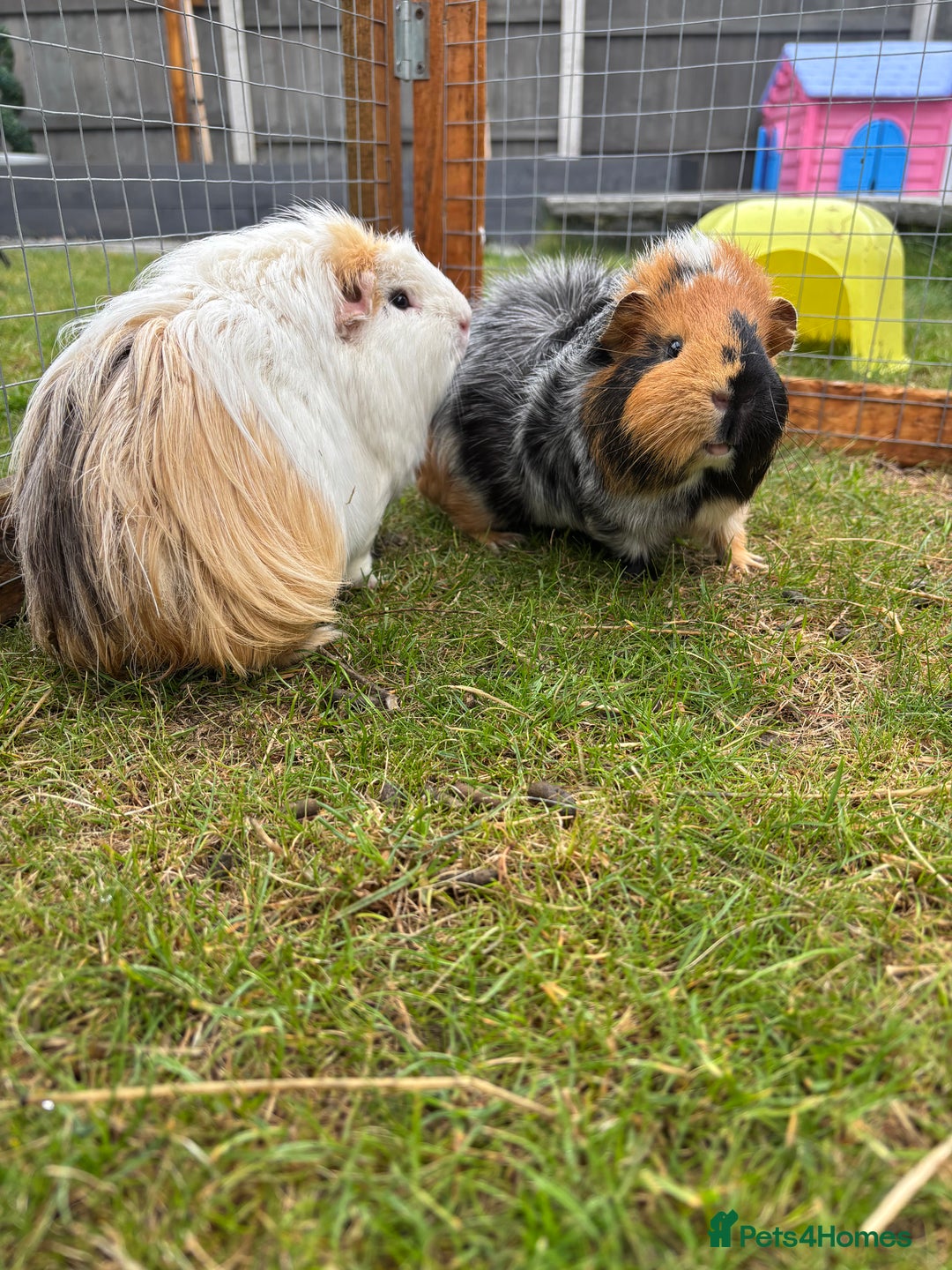 Guinea Pig rodents for sale: Marble and Peanut - Image 1