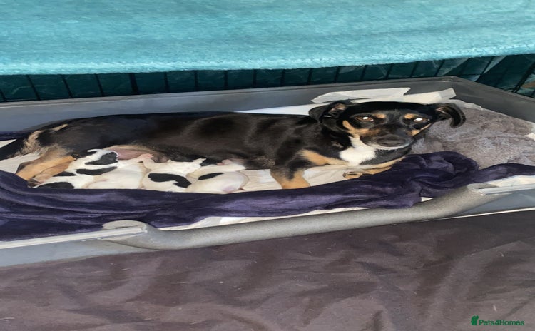 Jack Russell dogs - Advert 2