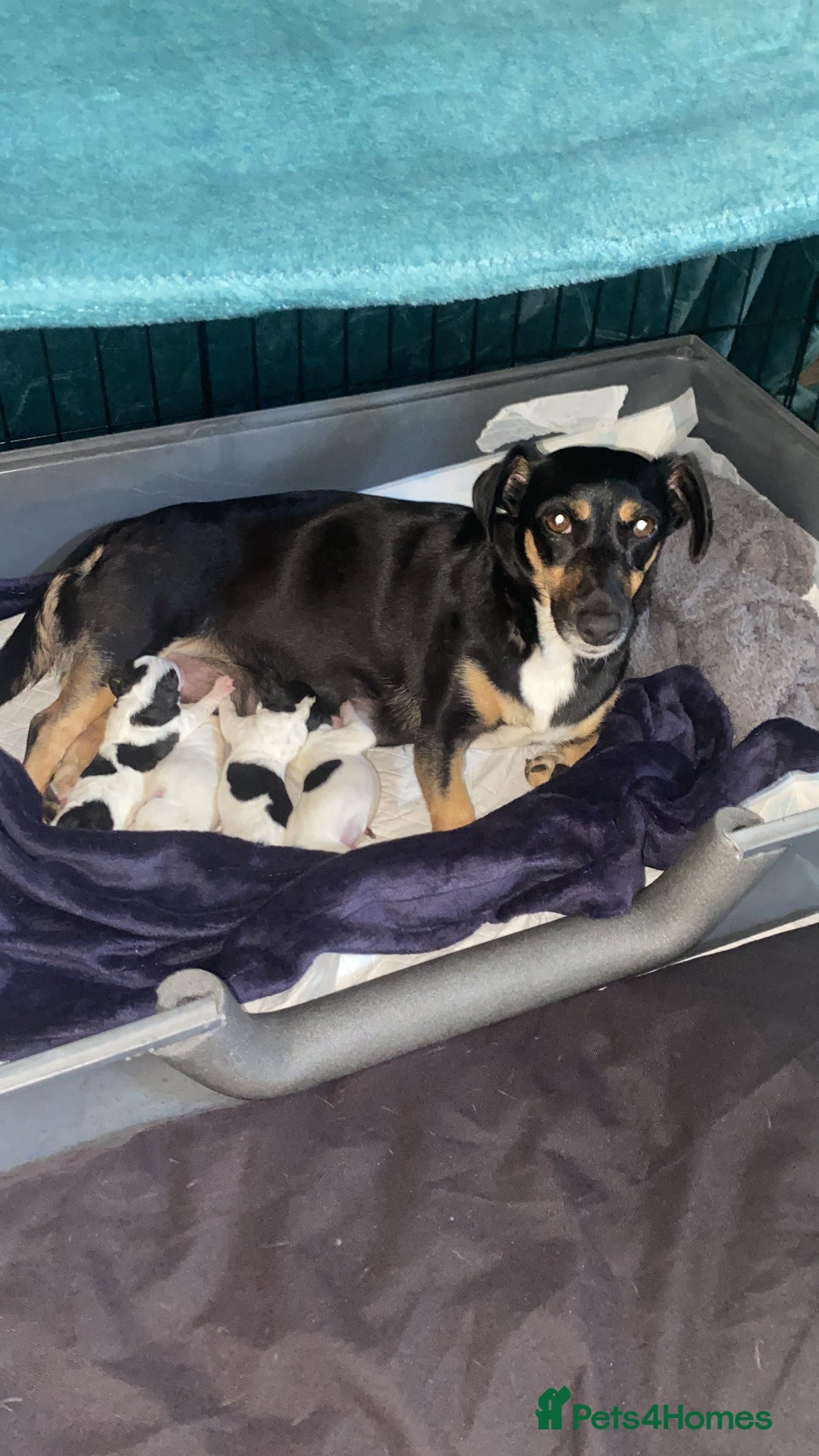 Jack Russell dogs for sale: Jack Russell puppies 1 male 1 female - Image 1