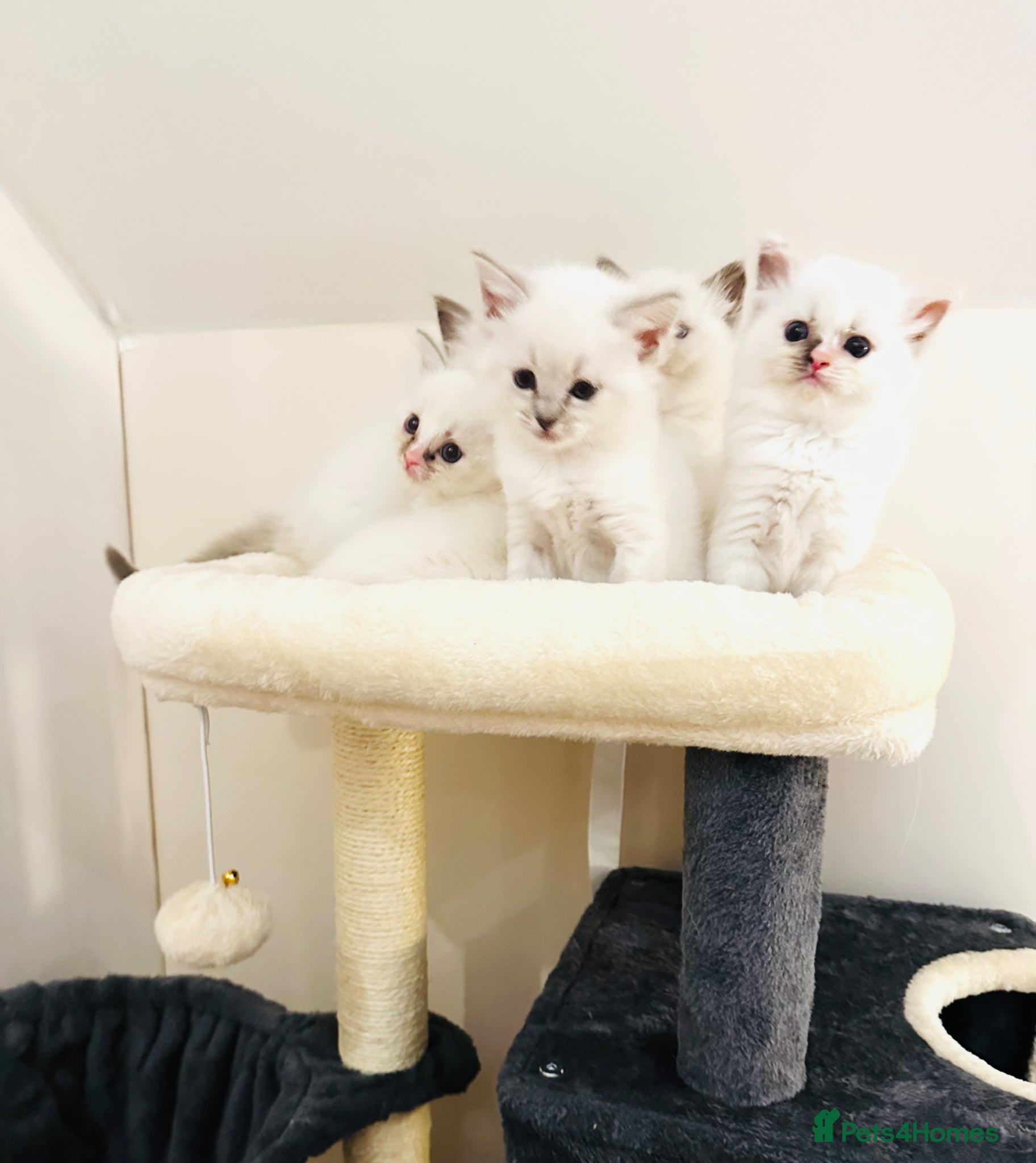 Ragdoll cats GCCF BEAUTIFUL RAGDOLL KITTENS  - Advert 1