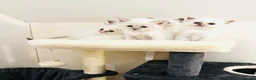 Ragdoll cats for sale: GCCF BEAUTIFUL RAGDOLL KITTENS  - Advert 1