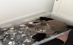British Shorthair cats for sale: British short hair cross  - Image 10