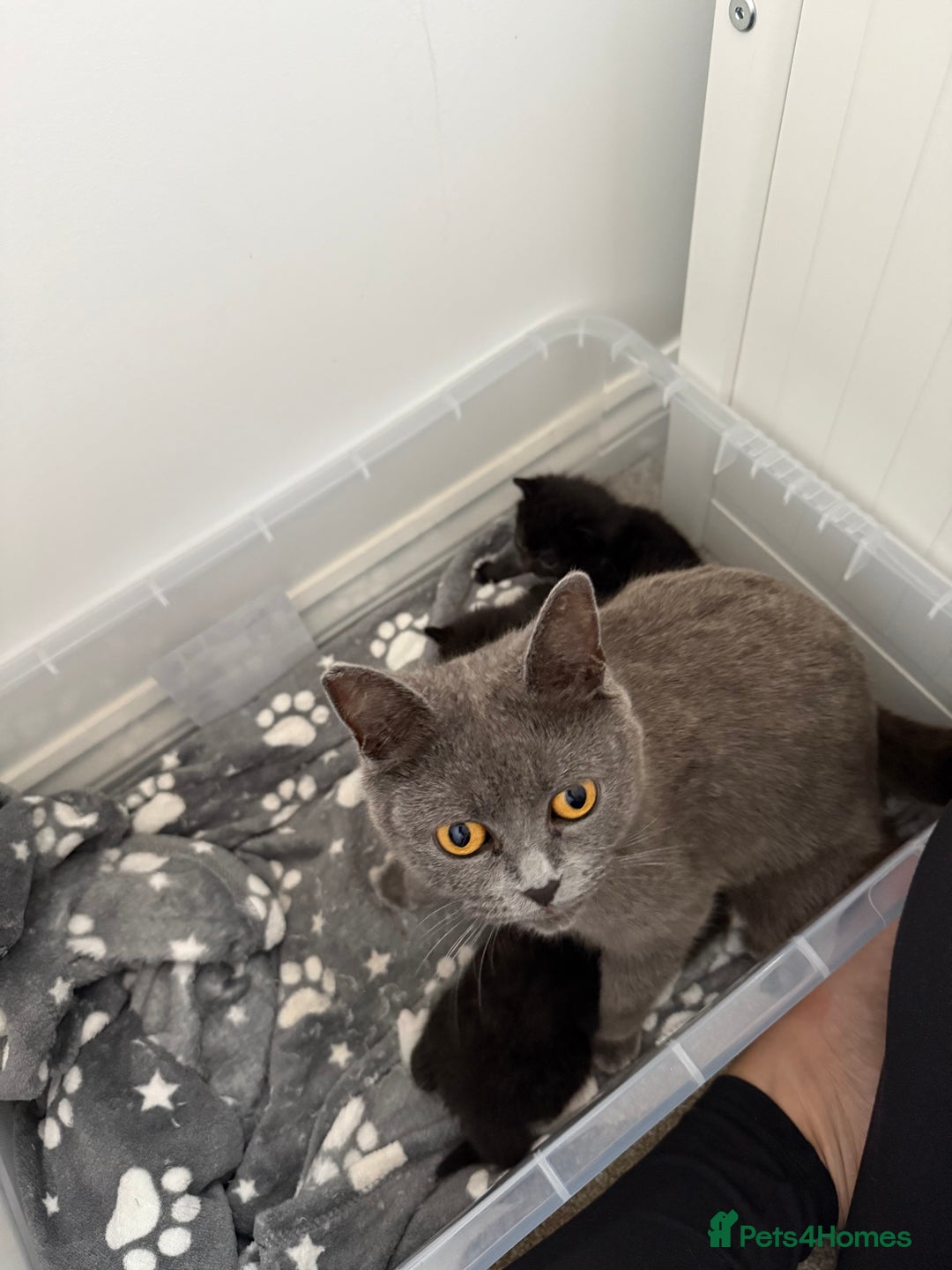 British Shorthair cats for sale: British short hair cross  - Image 10