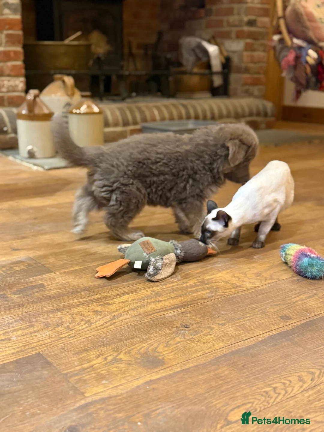 German Shepherd dogs for sale: KC reg health tested parents  - Advert 15