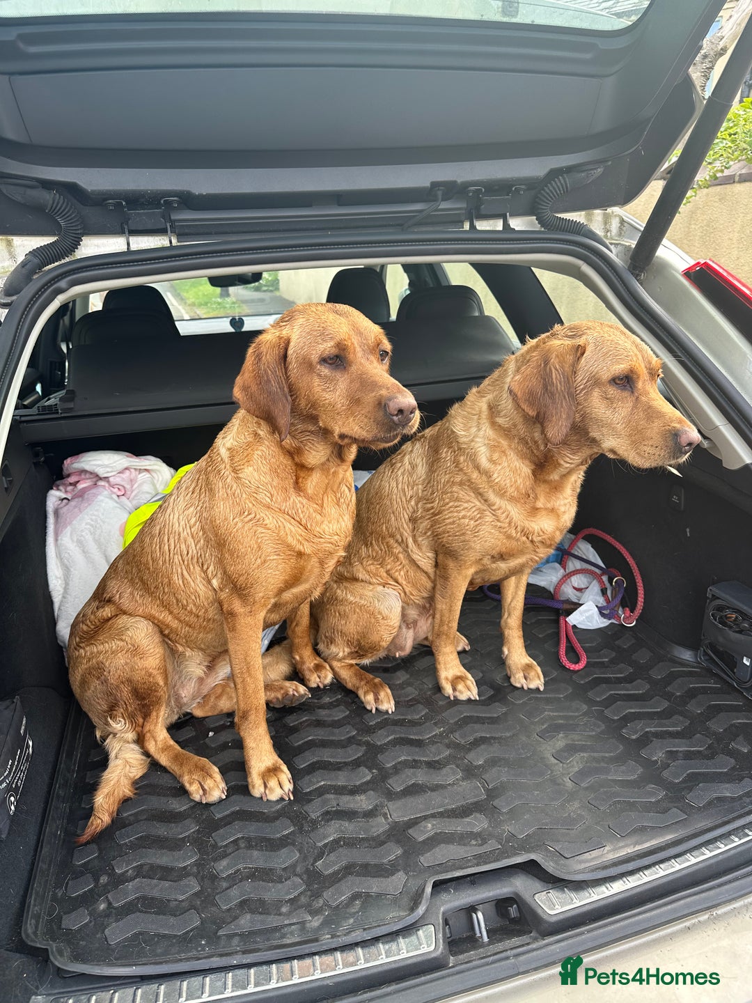 Labrador Retriever dogs for sale: KC Fox Red Labrador Pups FTCH Sire - Health Tested - Advert 7