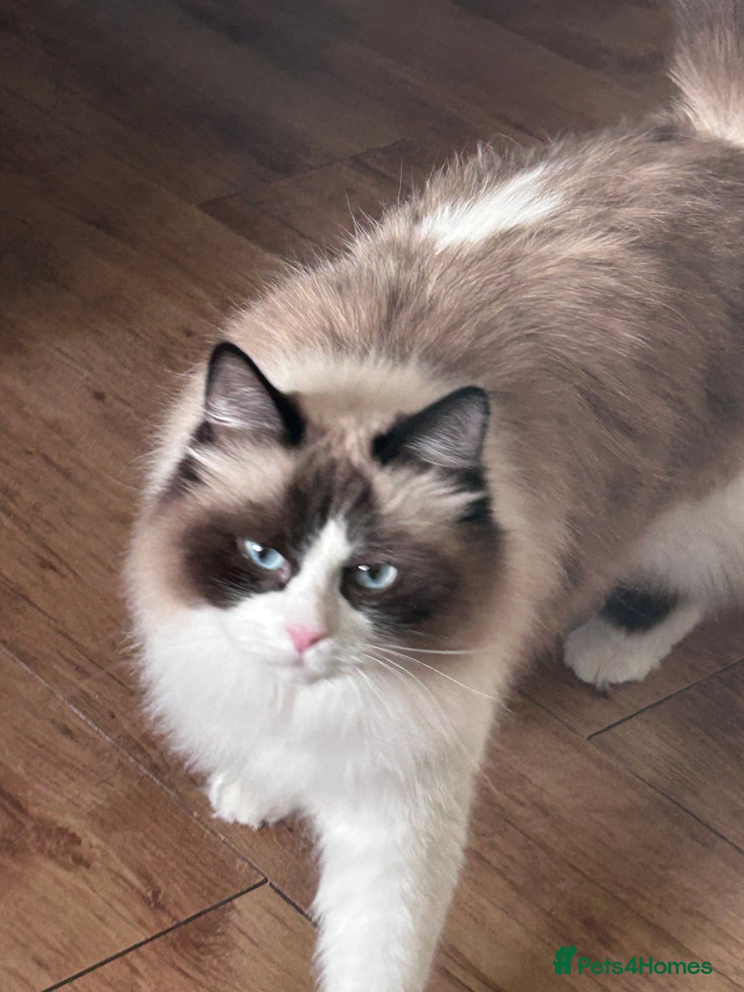 RagaMuffin cats for sale: Gorgeous ragamuffin lady - Advert 4