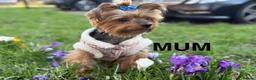 Yorkshire Terrier dogs for sale: Yorkshire terrier boy for sale £1100 - Advert 1