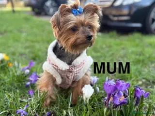 Yorkshire Terrier dogs Yorkshire terrier boy for sale £1100 - Advert 1