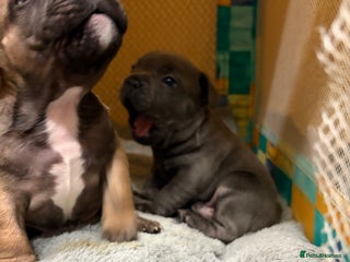 French Bulldog dogs French bulldog puppies - Advert 1