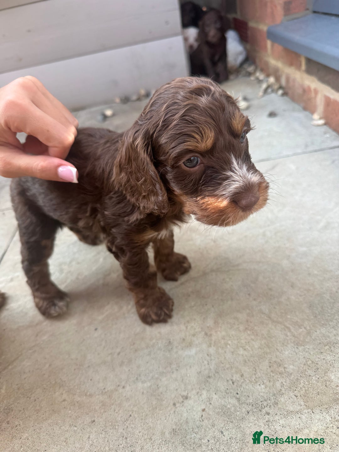 Cockapoo dogs for sale: Merle, Tri& Chocolate f2 Cockapoos (8boys 3girls!) - Image 27