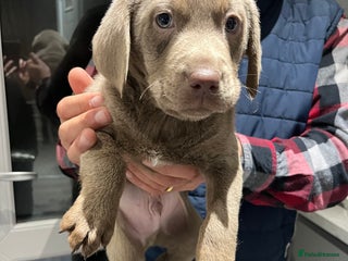 Labrador Retriever dogs Silver Labrador last boy ready this weekend - Advert 2