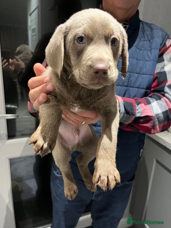 Labrador Retriever dogs Silver Labrador last boy ready this weekend - Advert 3