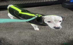 Jack Russell dogs for sale: Boy jack russel - Image 3