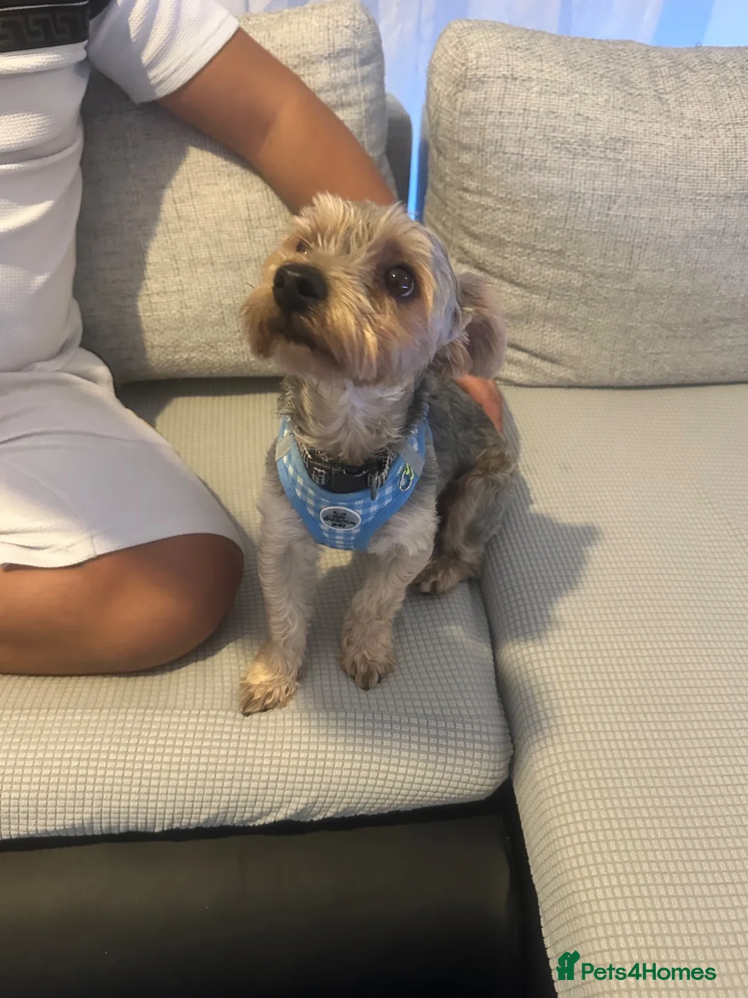 Yorkshire Terrier dogs for sale: Jogi  - Advert 2