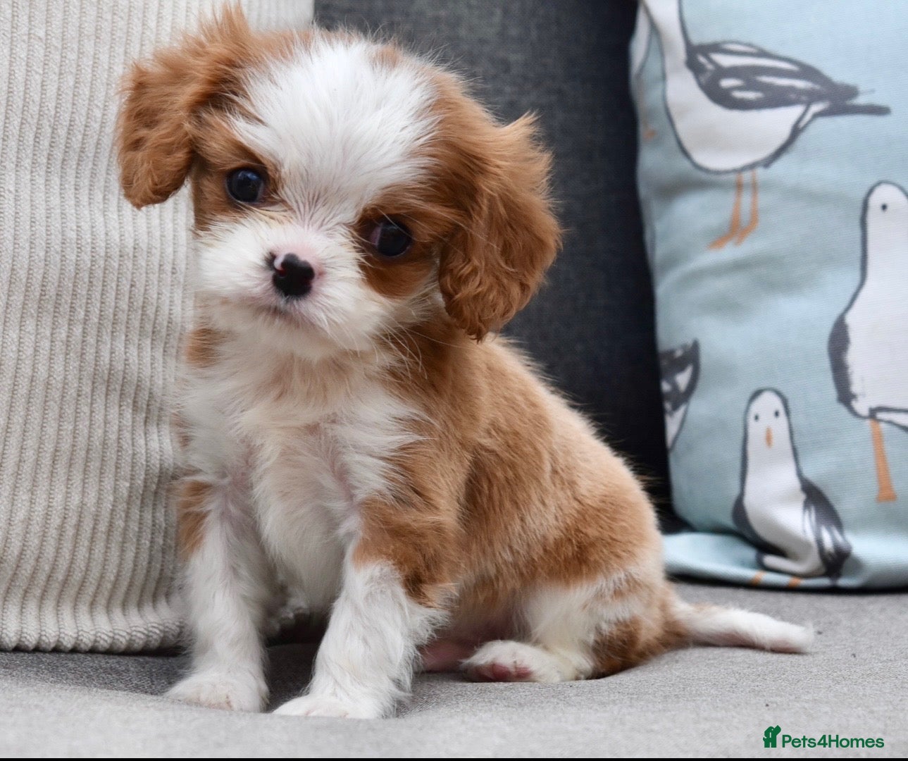 Cavalier King Charles Spaniel dogs Little Tiny Cavalier Available ❤️🐶 - Advert 2