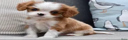 Cavalier King Charles Spaniel dogs for sale: Little Tiny Cavalier Available ❤️🐶 - Advert 5