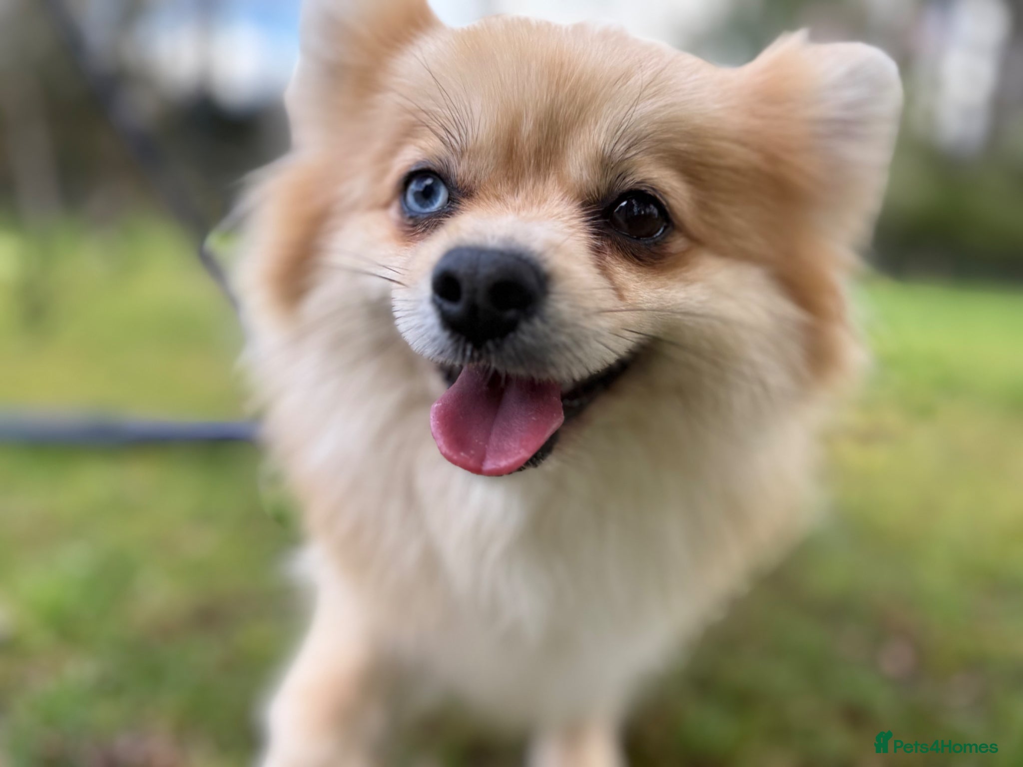 Pomeranian dogs Premium Purebred Pomeranians  - Advert 2