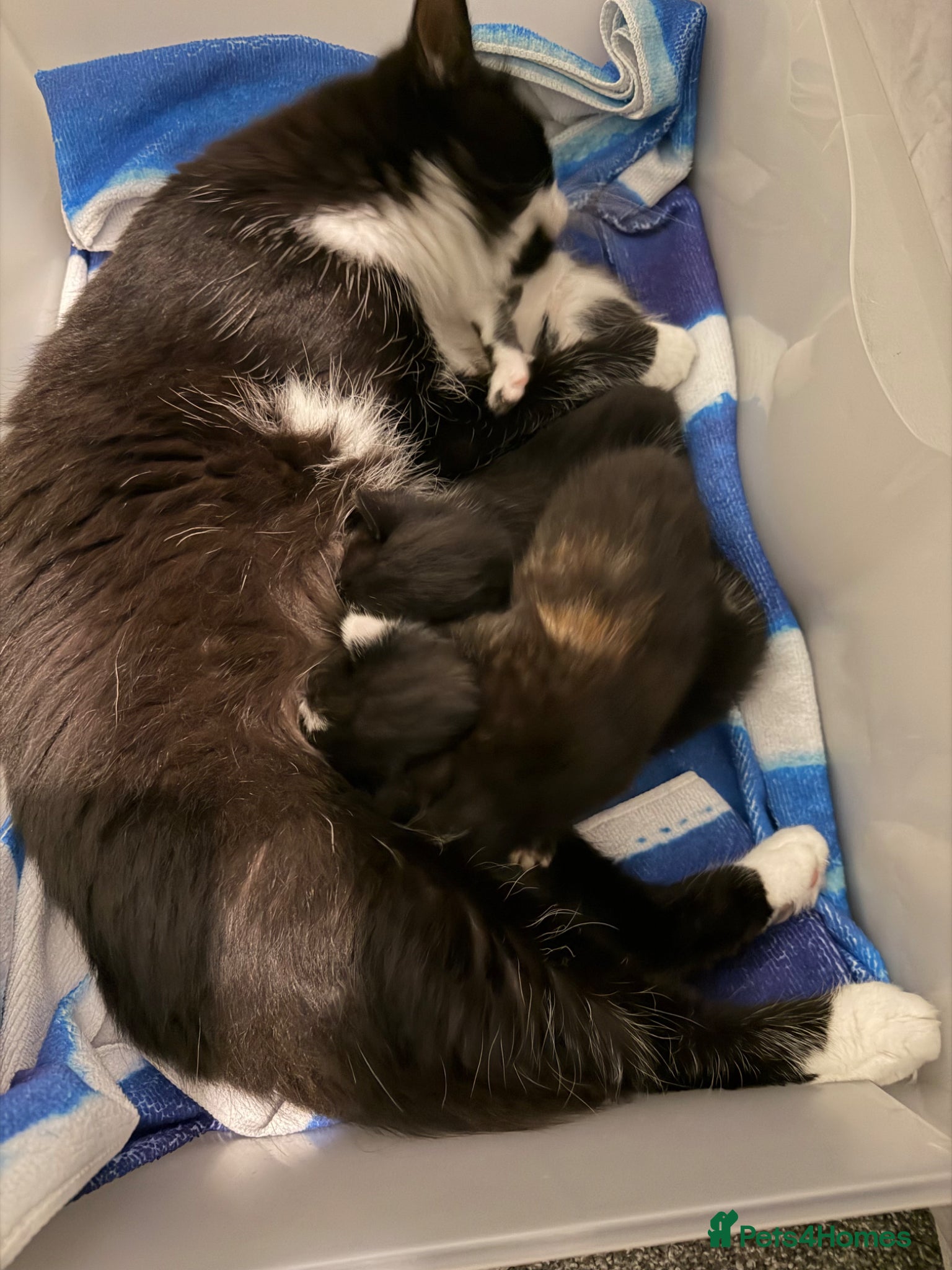 Mixed Breed cats Beautiful kittens - Advert 13