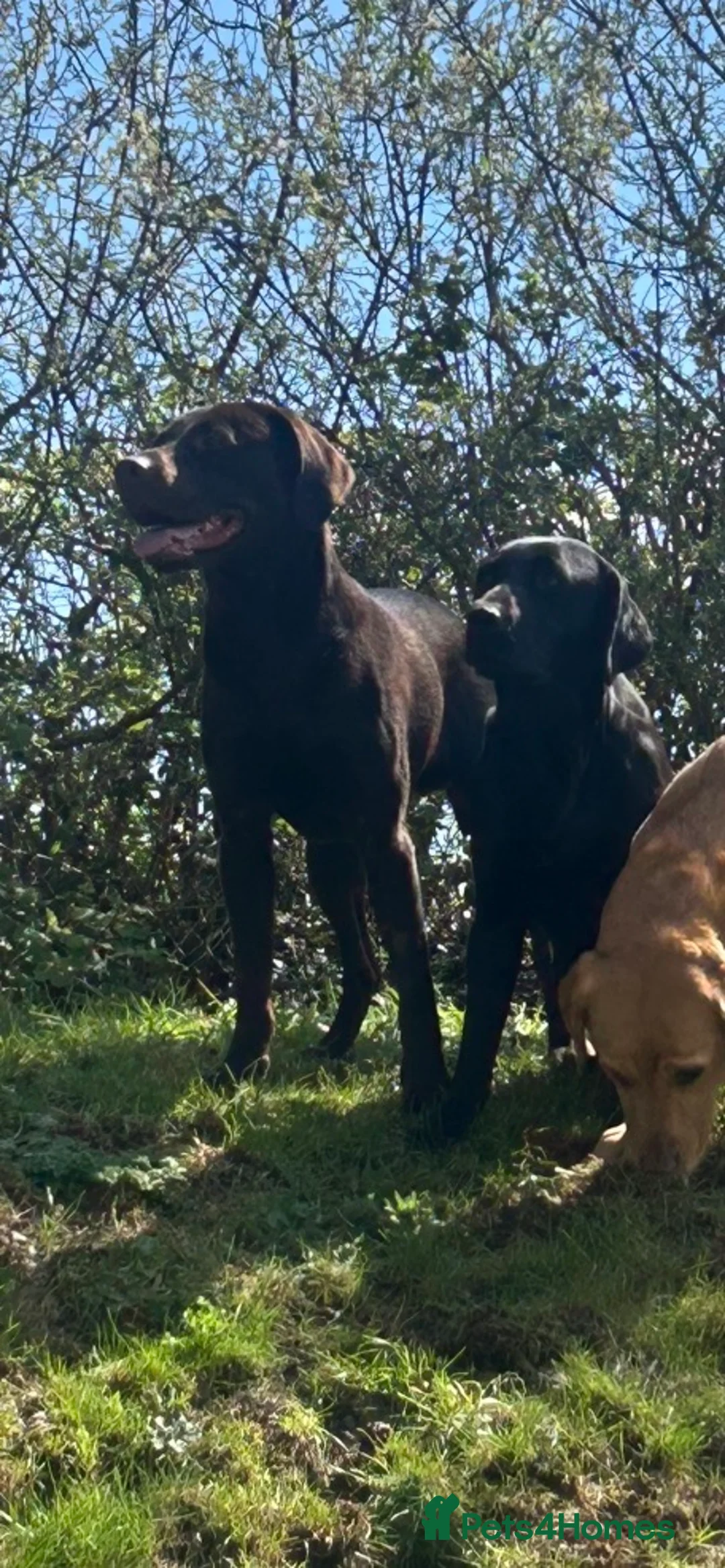 Labrador Retriever dogs for stud: WORKING LINE KC REG CHOCOLATE LAB FOR STUD - Advert 2