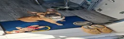 French Bulldog dogs for sale: Gorgeous French Bulldog puppies  in Crieff - Advert 12