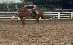Irish Thoroughbred horses for sale: Outstanding 16.2 , 6 yr old tb gelding  - Image 1