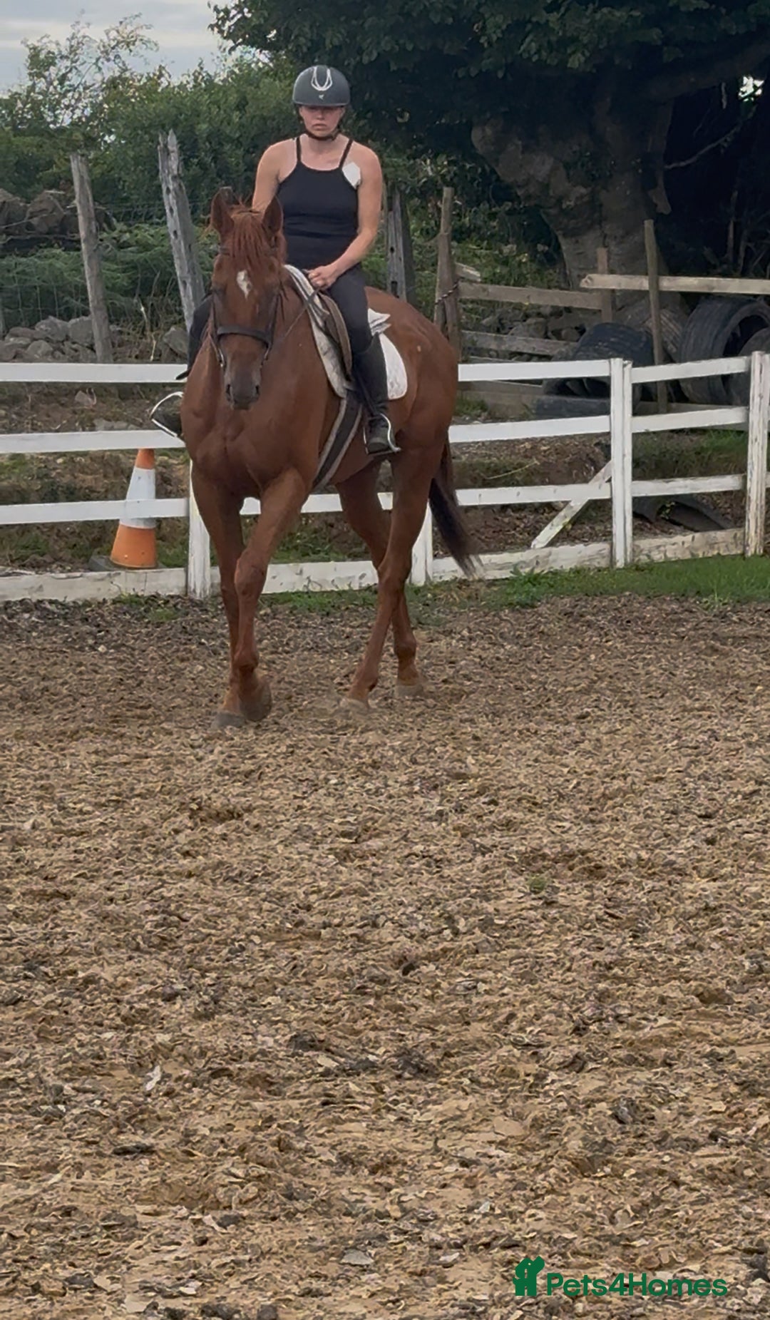 Irish Thoroughbred horses for sale: Outstanding 16.2 , 6 yr old tb gelding  - Image 1