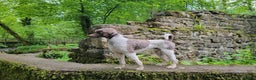Standard Poodle dogs for stud: *Stud only - Standard poodle - Advert 2