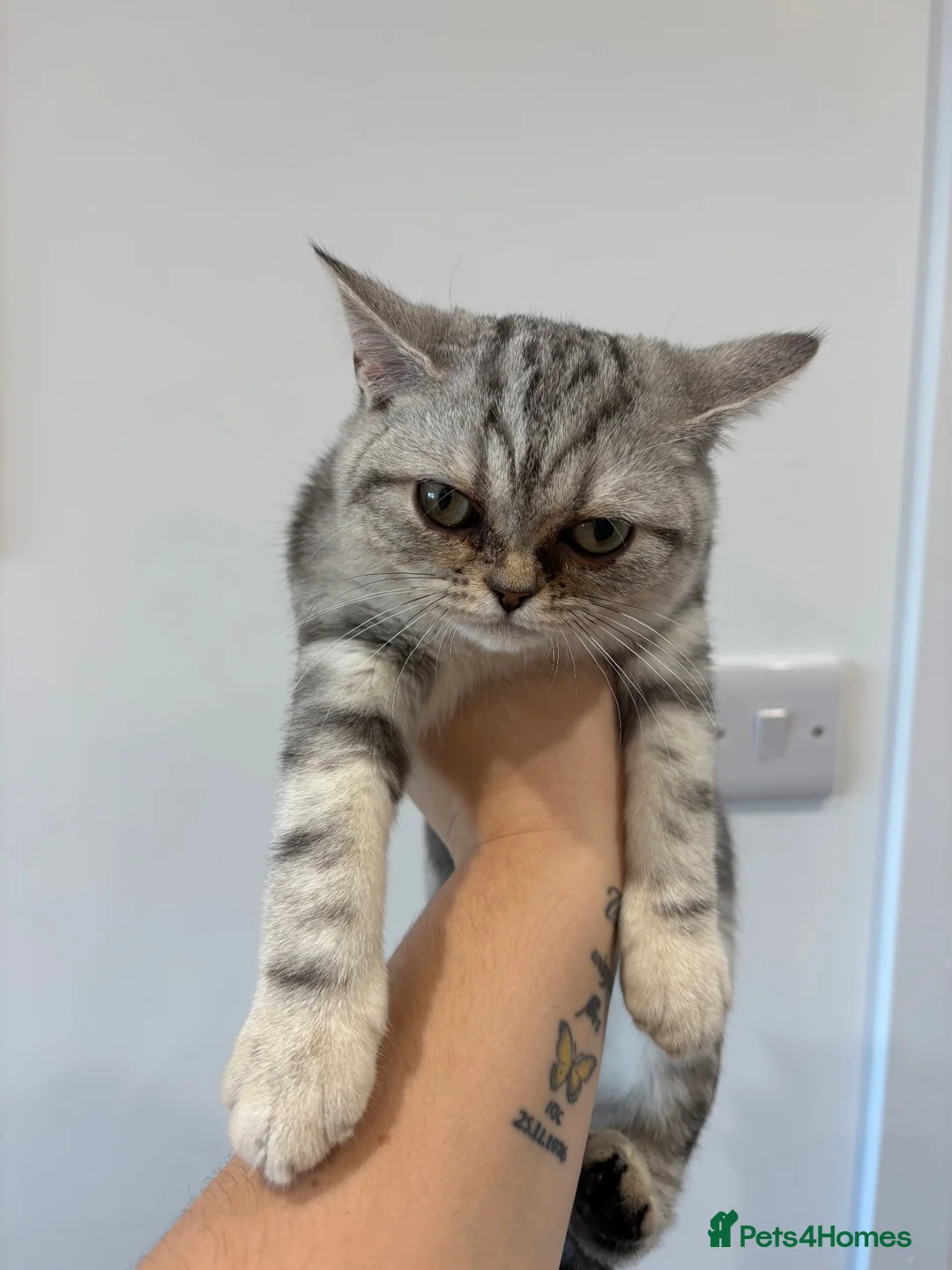 British Shorthair cats for sale: For sale a pure breed British shorthaired kitten - Advert 1