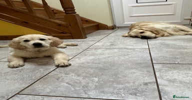 Golden Retriever dogs - Advert 2
