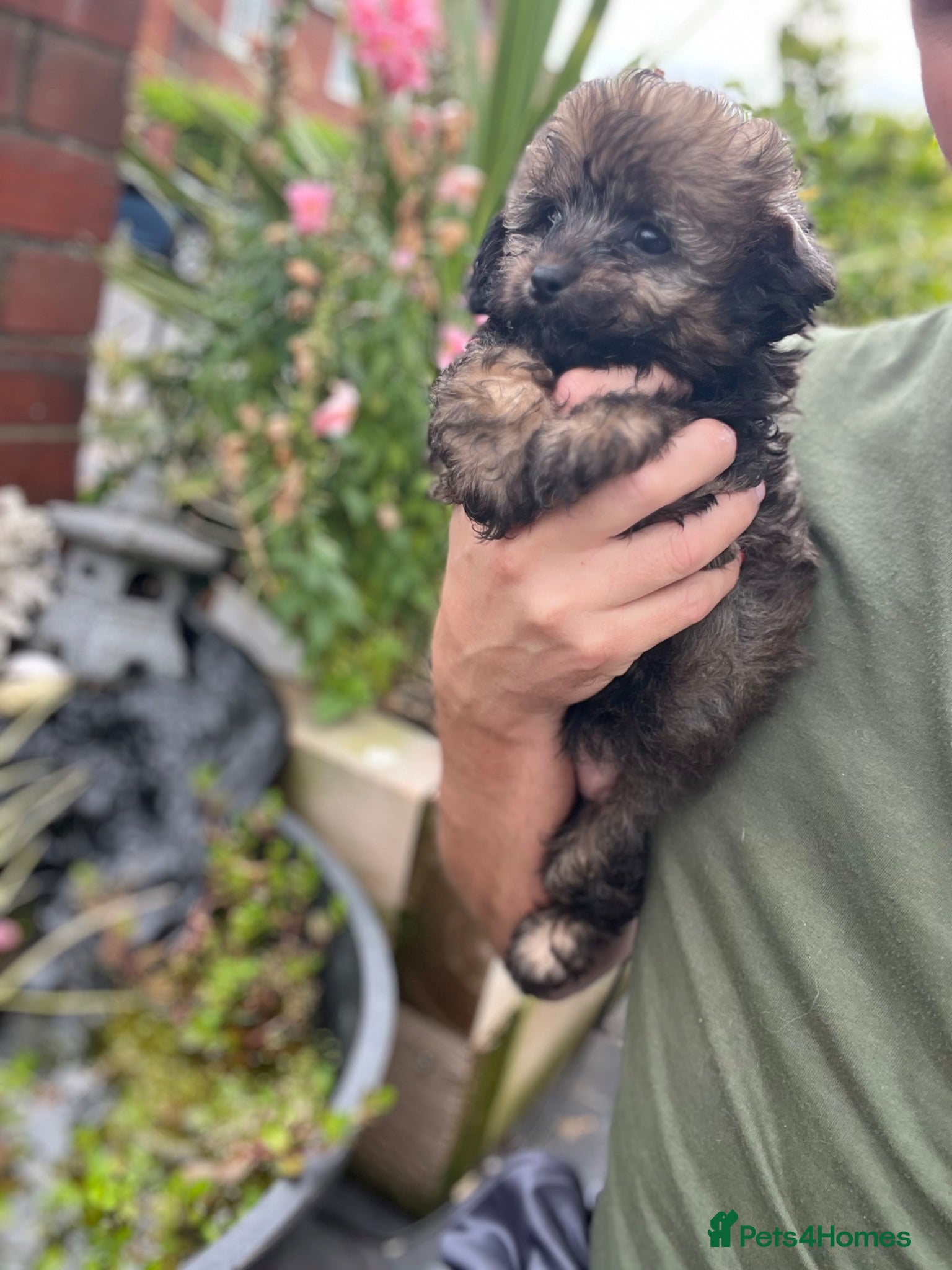 Shihpoo dogs Toy shihpoo puppies ❤️ - Advert 1