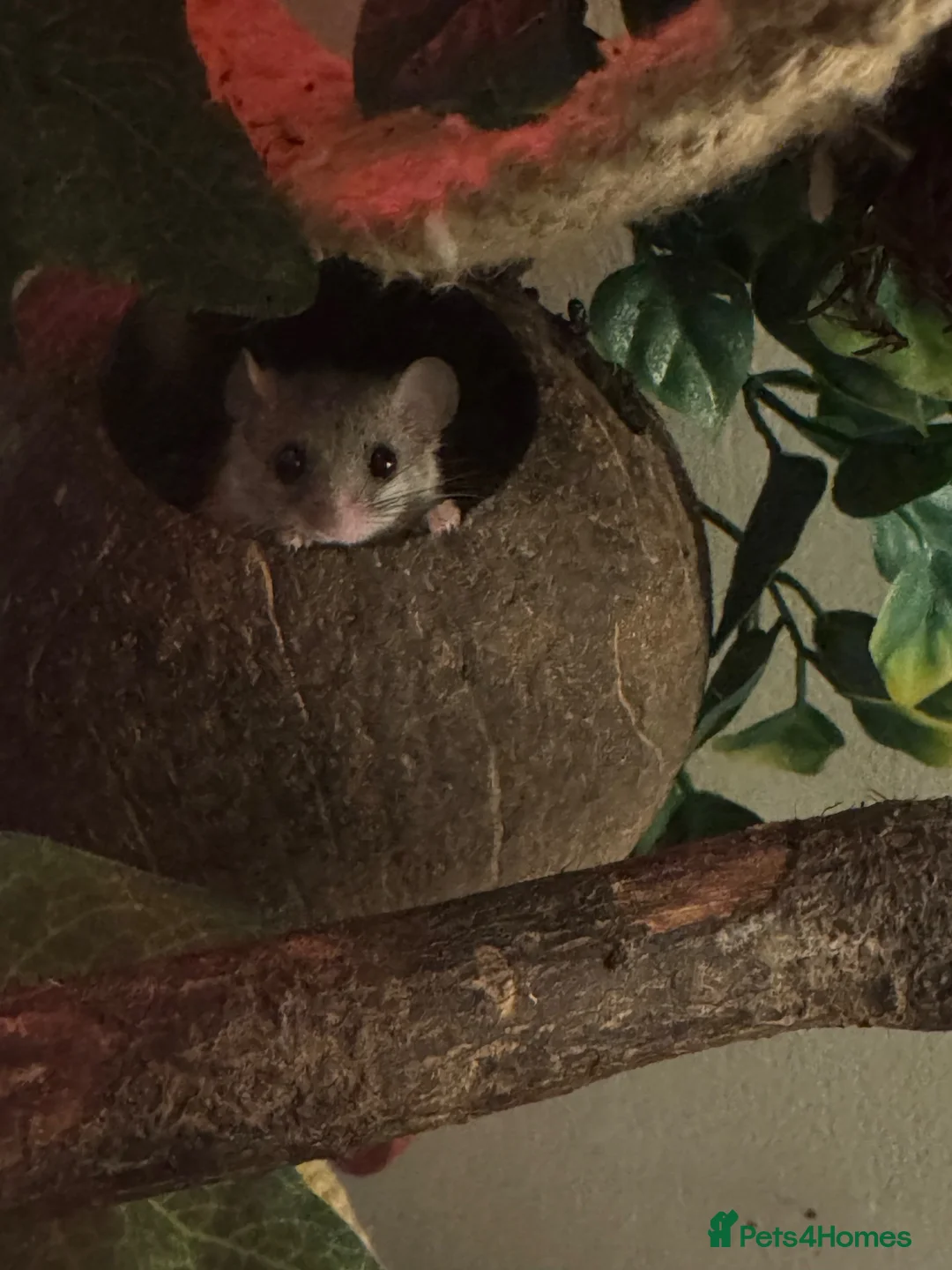 Mouse rodents for sale: 6 African Pygmy dormice & enclosure - Advert 2