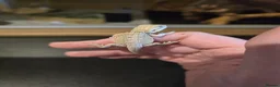 Bearded Dragon reptiles for sale: Baby Bearded Dragons  in Ashford - Advert 5