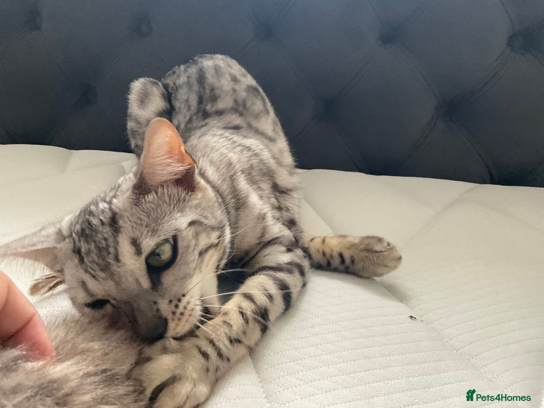 Bengal cats for sale: Pure bengal girl  - Image 3
