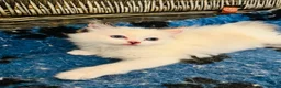 Ragdoll cats for sale: Ragdoll kittens  - Advert 25
