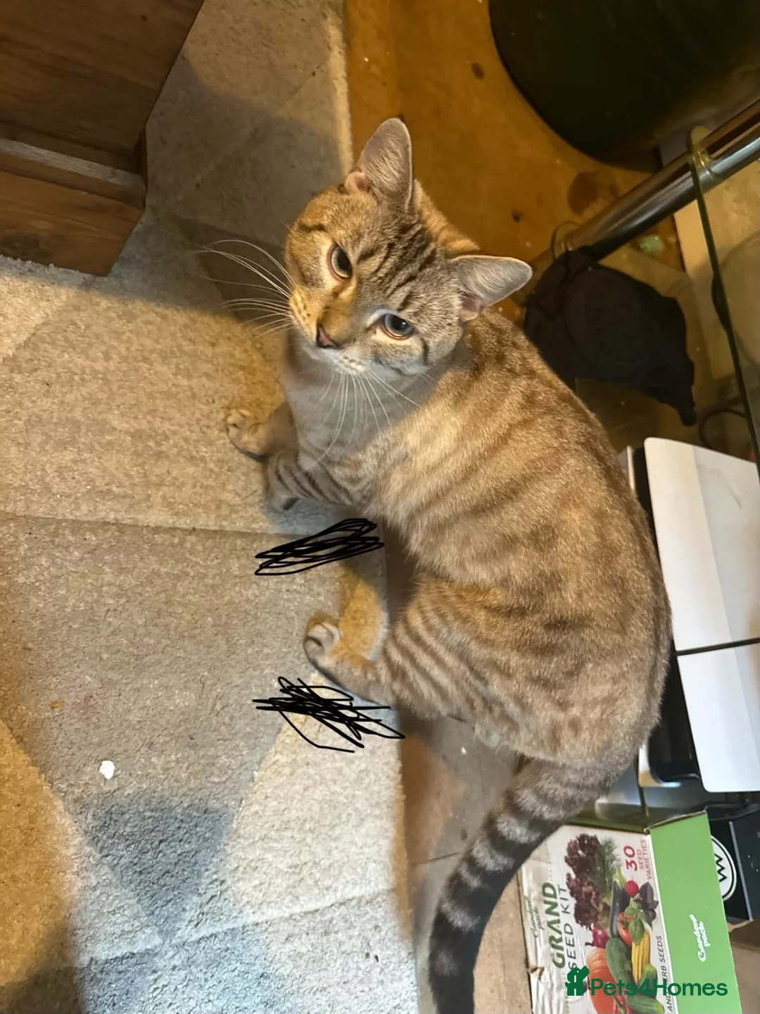 Mixed Breed cats for sale: Ragdoll cross bengal kittens in Southampton - Advert 2
