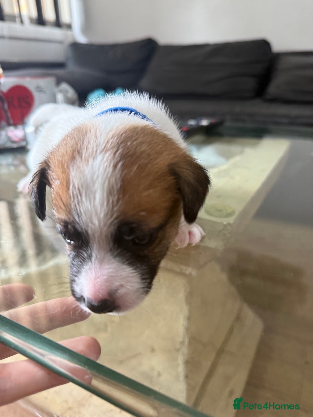 Jack Russell dogs for sale: Miniature Jack Russell terrier 3 boys and 3 girls  - Image 33