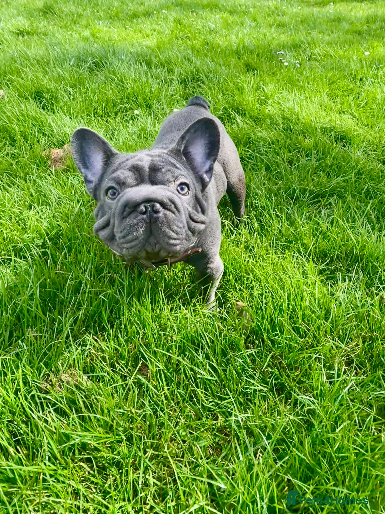 French Bulldog dogs KC registered Last French Bulldog  Boy’s ❤️🐶 - Advert 11