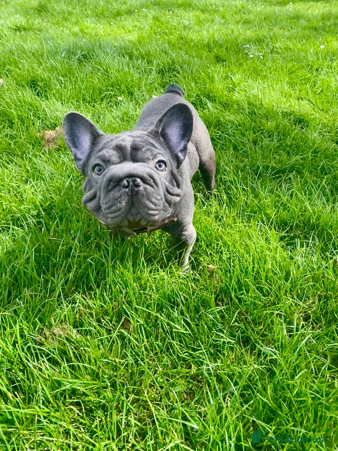 French Bulldog dogs for sale: KC registered Last French Bulldog  Boy’s ❤️🐶 - Advert 1