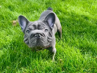 French Bulldog dogs KC registered Last French Bulldog Boy’s ❤️🐶 - Advert 11