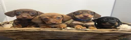 Miniature Dachshund dogs for sale: Miniature dachshunds ready for there new home - Advert 10
